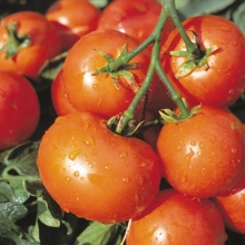 Томат Дубрава