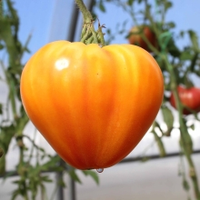 Томат Дынюшка F1 (Дыневый мед F1)