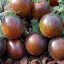 Томат Экстравагантный руфианж