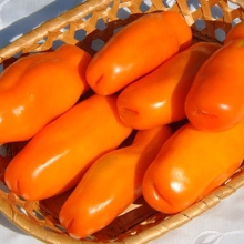 Томат Эрос оранжевый