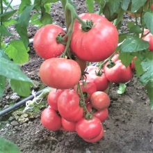 Томат Эсмира F1