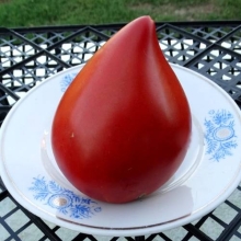 Томат Фатер Рейн (Vater Rhein) (большой пакет)