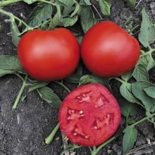 Томат Фэт Боб F1