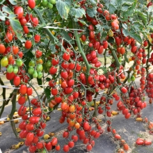 Томат Финик Красный F1