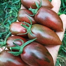 Томат Фиолетовая Фея