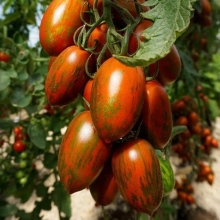 Томат Фонданелло (Fondanello)