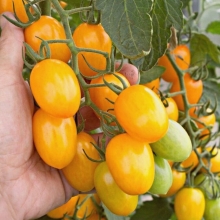 Томат Гейша F1