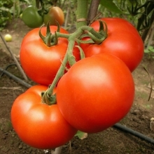 Томат Генерал F1