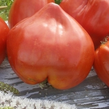 Томат Гигантский Меч (Spadone Gigante) (большой пакет)