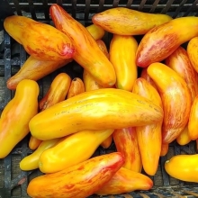 Томат Жёлтый Тюльпан (Yellow Tulip) (большой пакет)