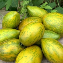 Томат Гном Дерзкая Мэри (Dwarf Saucy Mary) (большой пакет)