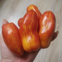 Томат Гном Полосатый Перец (Dwarf Pepper Like Striped) (большой пакет)