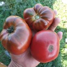 Томат Гном Маралинга (Dwarf Maralinga) (большой пакет)