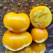 Томат Гном Новый Большой гном Оранжевый (New Big Dwarf orange)