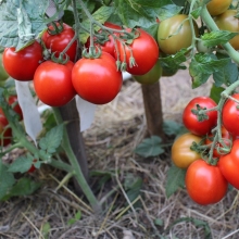 Томат Гном Польский карлик (Polish dwarf)