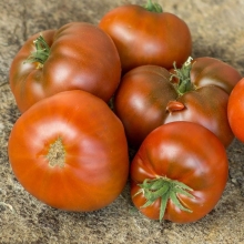 Томат Гном Шоколадный чемпион (Dwarf Chocolate champion)