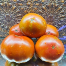 Томат Гном Смех Кукабарры (Dwarf Kookaburra Cackle)