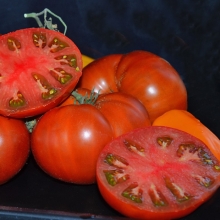 Томат Гном Специальный С-ТСV (Dwarf JPS-Srecial C-TCV)