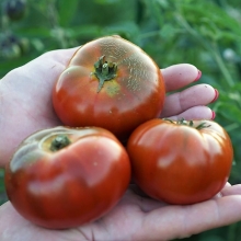 Томат Гном Спящая Леди (Dwarf Sleeping Lady)