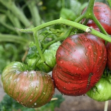 Томат Гном Стринги (большой пакет)