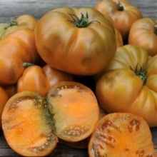 Томат Гном Улуру Окер