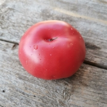 Томат Гном Юкон Квест