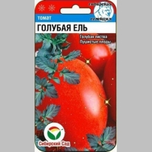 Томат Голубая ель (опушенный)