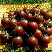 Томат Горячий шоколад