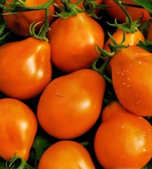 Томат Копилка