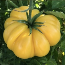 Томат Желтый Рифленый