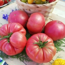 Томат Жрица