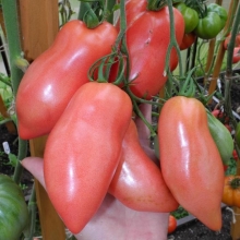 Томат Какаду Розовый