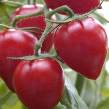 Томат Кемеровец