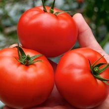 Томат Корунд F1