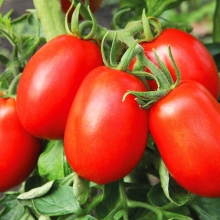 Томат Крайний север