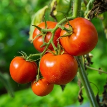 Томат Кулема