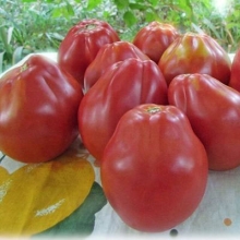 Томат Лампочка