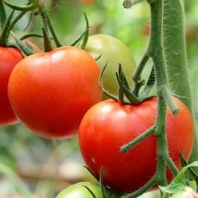 Томат Лирика F1