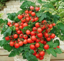 Томат Лукошко на окошке F1 (для комнат и балконов)