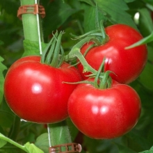 Томат Магнат (Северные овощи)