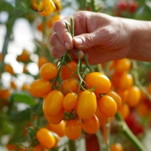 Томат Магнифика F1