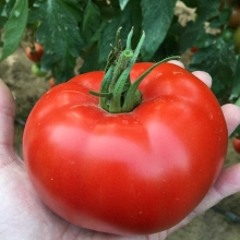 Томат Мальбек F1