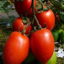 Томат Марал F1