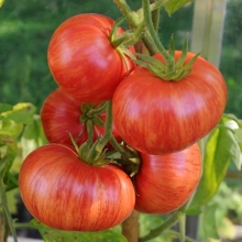 Томат Марочное вино (Vintage Wine)