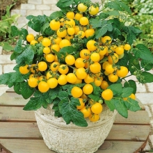 Томат Дварф Медовые орешки F1 (балконный)