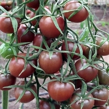 Томат Мерхаба F1