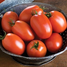 Томат Минусинская Сливка Низкая (большой пакет)