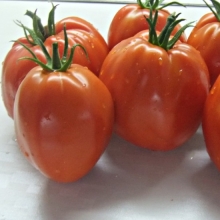 Томат Минусинский Бочковой (большой пакет)