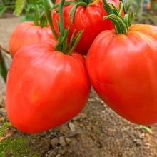 Томат Минусинский Домашний (большой пакет)