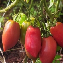 Томат Минусинские Бычки (большой пакет)